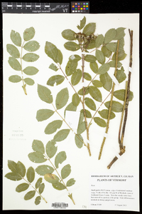 Rosa arkansana image