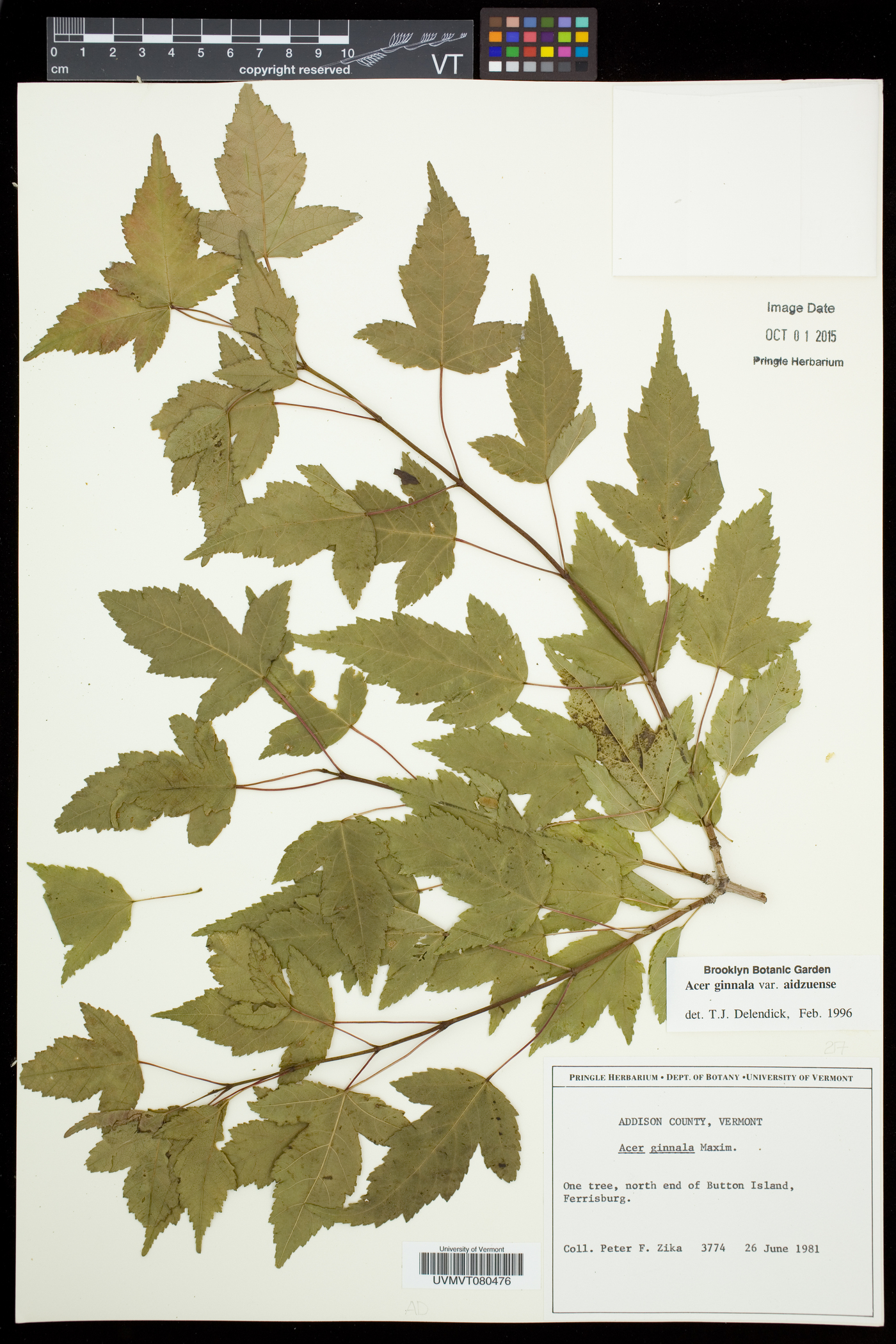 Acer tataricum subsp. aidzuense image