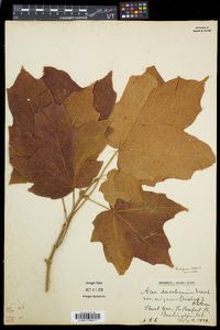 Acer nigrum image