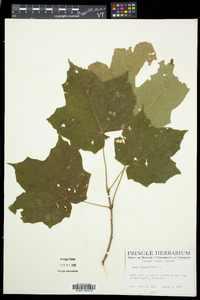 Acer nigrum image