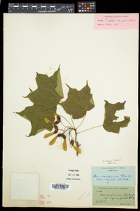 Acer nigrum image