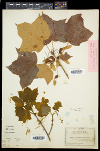 Acer nigrum image