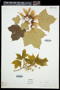 Acer nigrum image