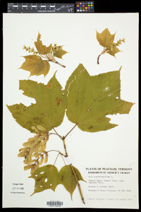 Acer pensylvanicum image