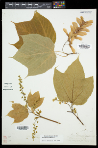 Acer pensylvanicum image