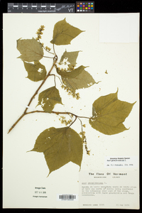 Acer pensylvanicum image