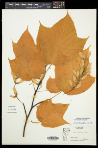 Acer pensylvanicum image