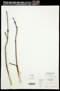 Acer pensylvanicum image