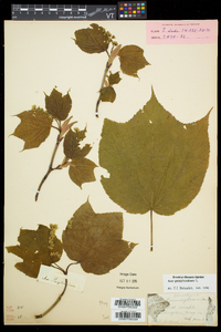 Acer pensylvanicum image