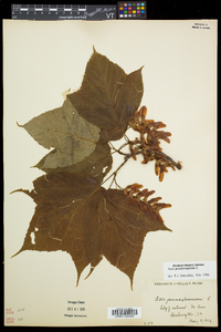 Acer pensylvanicum image