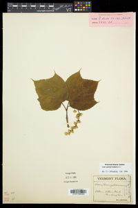 Acer pensylvanicum image