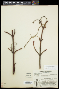 Acer pensylvanicum image