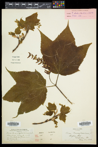 Acer pensylvanicum image