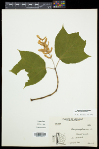 Acer pensylvanicum image