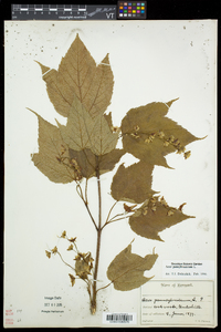 Acer pensylvanicum image