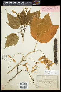 Acer pensylvanicum image