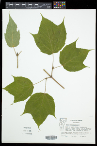 Acer pensylvanicum image