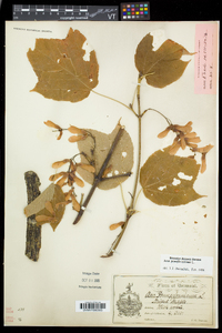 Acer pensylvanicum image