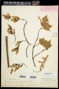 Acer pensylvanicum image