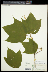 Acer pensylvanicum image