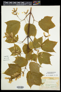 Acer pensylvanicum image