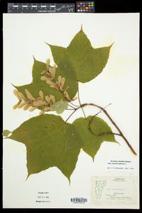 Acer pensylvanicum image