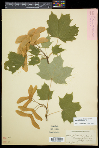 Acer platanoides image