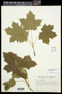 Acer platanoides image