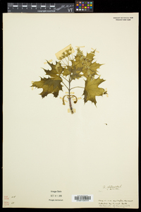 Acer platanoides image