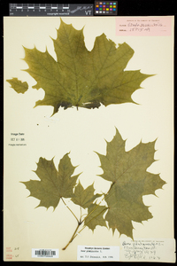 Acer platanoides image