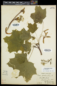 Acer platanoides image