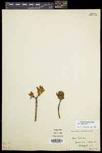 Acer platanoides image