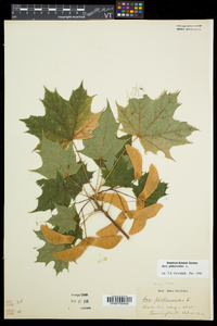 Acer platanoides image