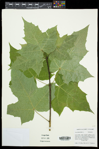 Acer platanoides image