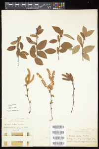 Betula alleghaniensis image