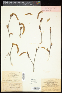 Betula caerulea image
