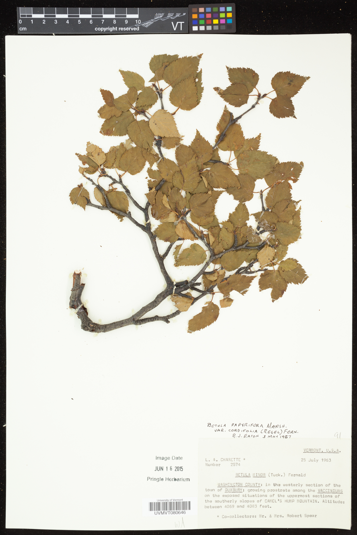 Betula cordifolia image