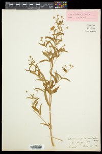 Lysimachia hybrida image