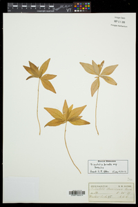 Trientalis borealis image