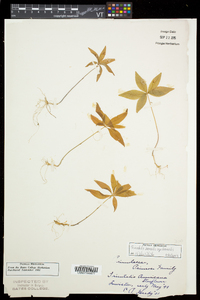 Trientalis borealis image