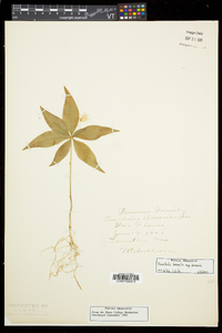 Trientalis borealis image