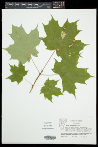 Acer saccharum var. saccharum image