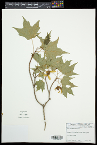 Acer saccharum var. saccharum image