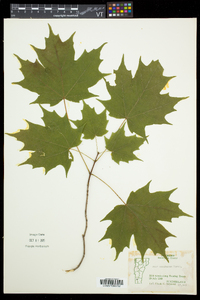 Acer saccharum var. saccharum image