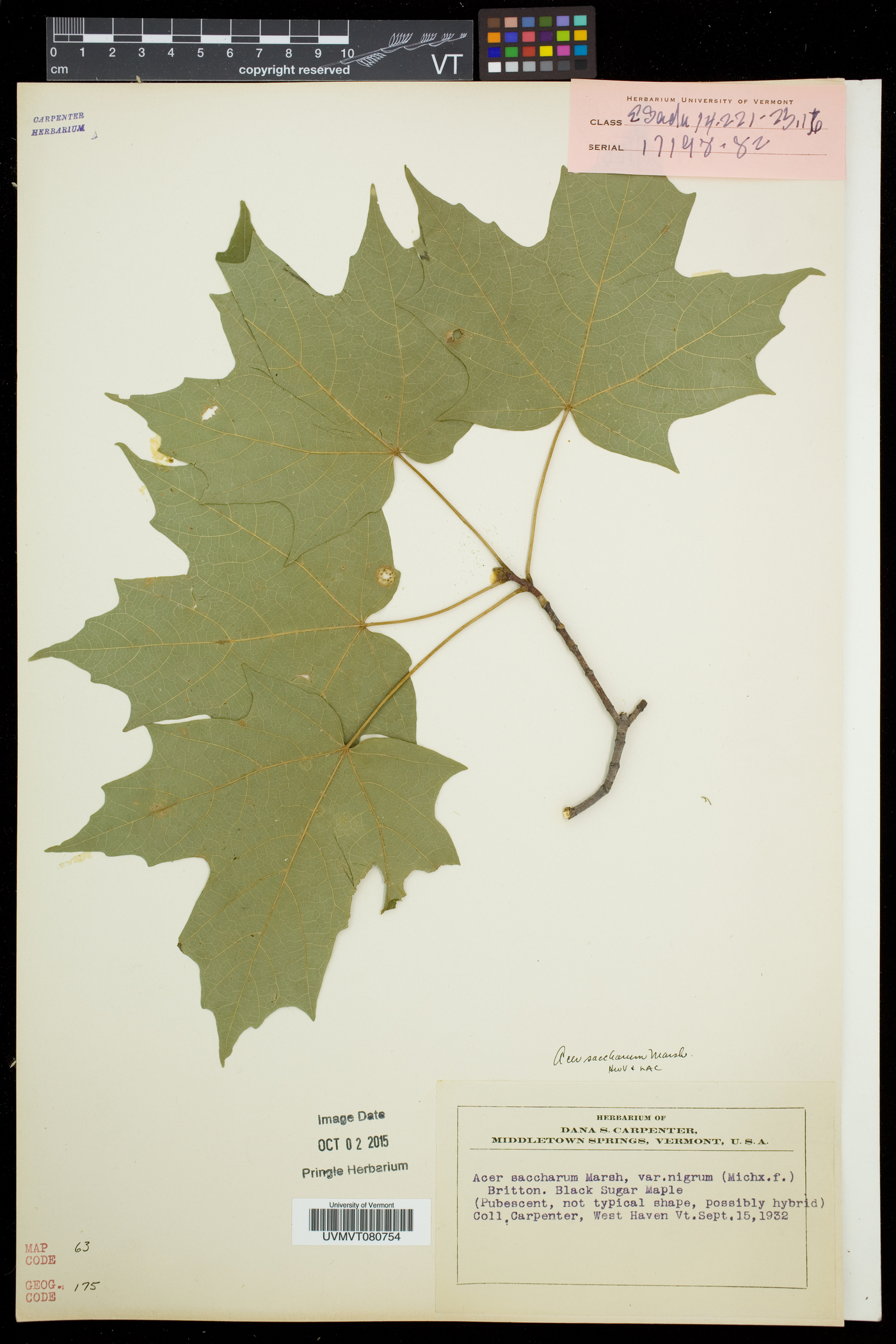Acer saccharum var. saccharum image