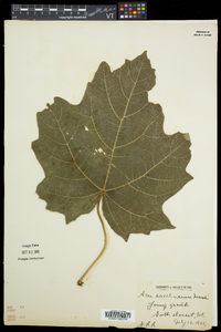 Acer saccharum var. saccharum image