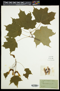 Acer saccharum var. saccharum image