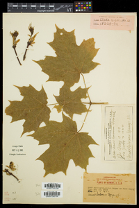 Acer saccharum var. saccharum image