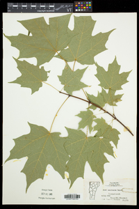 Acer saccharum var. saccharum image