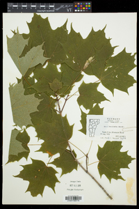 Acer saccharum var. saccharum image